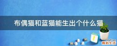 布偶猫和蓝猫能生出个什么猫