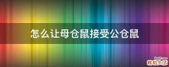 怎么让母仓鼠接受公仓鼠