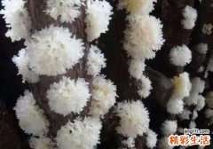 经常吃银耳有什么好处 银耳的适用人群与禁忌人群
