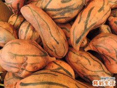 怎样挑选长的老南瓜 南瓜适合什么人吃