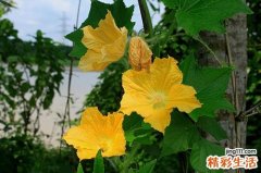 南瓜花怎么做好吃 南瓜花的功效