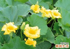 南瓜花可以吃吗 南瓜花怎么做好吃