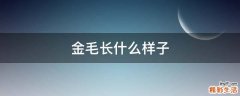 金毛长什么样子