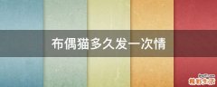 布偶猫多久发一次情