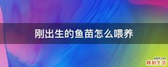 刚出生的鱼苗怎么喂养