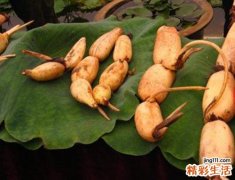 夏天吃莲藕有什么好处 对健康有6个好处不得不知