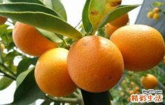 嗓子痛吃什么好 夏天嗓子疼可以吃这些食物