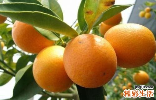 嗓子痛吃什么好 夏天嗓子疼可以吃这些食物