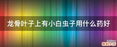 龙骨叶子上有小白虫子用什么药好