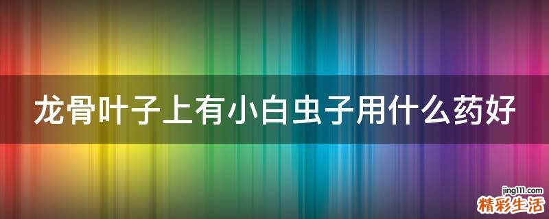 龙骨叶子上有小白虫子用什么药好