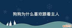 狗狗为什么喜欢跟着主人