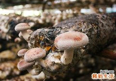 香菇蒂为什么不能吃 香菇有什么好处