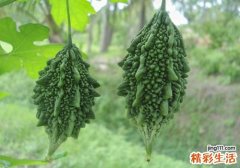 吃苦瓜会拉肚子吗 吃苦瓜为什么拉肚子