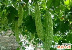 为什么夏季要吃苦瓜 夏季吃苦瓜有什么好处