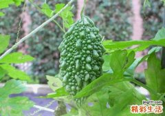 苦瓜的籽是红色的能吃吗 苦瓜榨汁要去籽吗