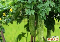 苦瓜怎么做好吃又不苦 教你4招助你快速去除苦味