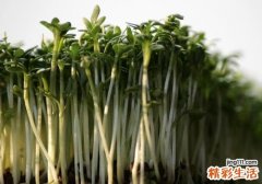 苦瓜和豆芽能一起吃吗 苦瓜和豆芽一起吃会中毒吗