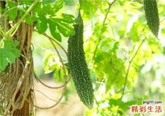 吃苦瓜能降血糖吗 苦瓜有哪些养生功效