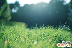 老人吃芝麻糊好吗