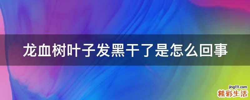 龙血树叶子发黑干了是怎么回事