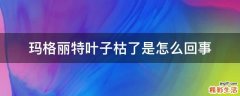 玛格丽特叶子枯了是怎么回事