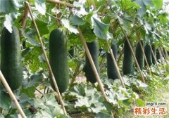 孕妇可以吃冬瓜吗 孕妇一天吃多少冬瓜合适