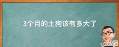 3个月的土狗该有多大了