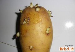 孕妇吃了发芽的土豆会怎么样 孕妇吃了发芽的土豆怎么办
