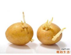 土豆长芽了还能吃吗 土豆长芽挖掉还能吃吗