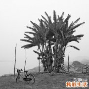 老年人风湿病的治疗