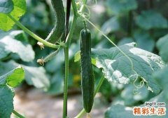 黄瓜吃多了有什么坏处 黄瓜吃多了会胖吗