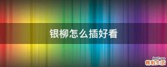 银柳怎么插好看