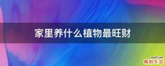 家里养什么植物最旺财