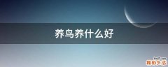 养鸟养什么好