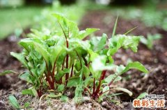 海南手足口病发病率逐渐降低 早期预防是关键