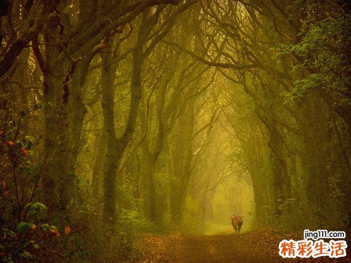 脾功能亢进介入治疗的并发症与处理