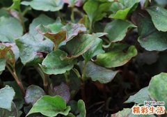 鱼腥草可以止咳吗 鱼腥草止咳的方法