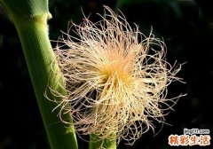 玉米须如何降血糖 民间降血糖偏方大全