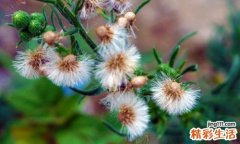 蒲公英泡水喝能降血糖吗 血糖高怎样吃蒲公英好