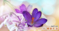 藏红花降血糖吗 藏红花降血糖效果好吗