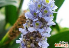 夏枯草能治高血压吗 夏枯草降血压怎么吃