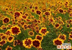 昆仑雪菊能降血压吗 昆仑雪菊不止能降压还有这么神奇的功效