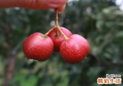 山楂能治高血压吗 山楂可以降血压吗