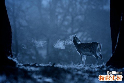 老人吃什么蛋白粉好
