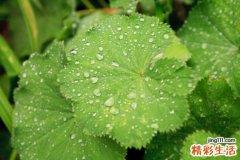 老人补血吃什么好 老人补血食疗