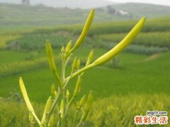 吃什么蔬菜去湿气最好 这些蔬菜吃了能祛湿气
