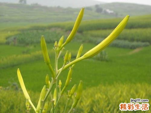 吃什么蔬菜去湿气最好 这些蔬菜吃了能祛湿气