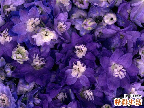 脐带异常