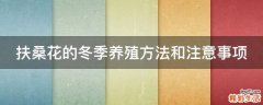 扶桑花的冬季养殖方法和注意事项