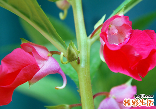 凤仙花能治灰指甲吗